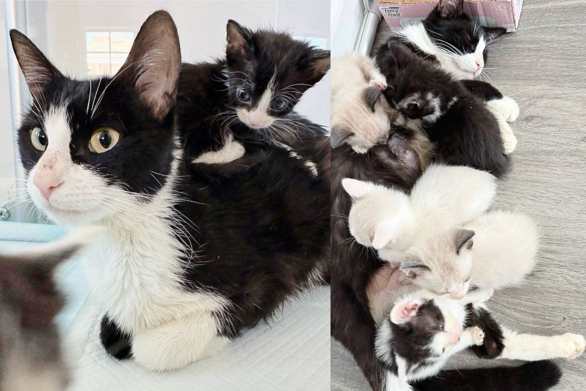 They Made Room for Cat and Eight Kittens, Getting Them Out of Shelter and Giving Them a Fresh Start