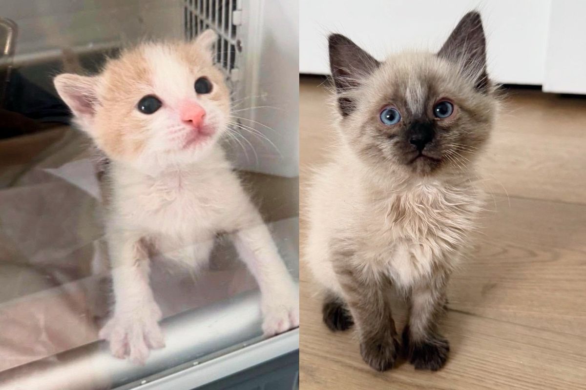 Orphan Kitten Meets Another Cat Who Desperately Wants Companion, Now They Can't Get Enough of Each Other