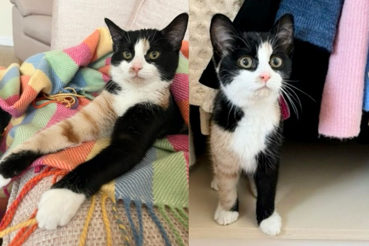 They Welcome Very Shy Young Cat into Their Home, It Turns Out to Be Best Decision as They Watch Her Shine