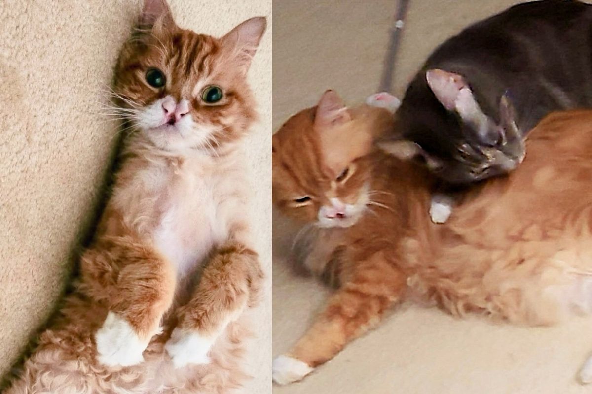 Ten-year-old Cat with Heart of Gold Helps Another Cat Be Brave in Most Heart-melting Way