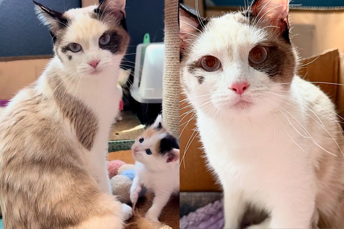 Tiny Squeaks Lead Person to Cat and Kittens Under Shed, Their Lives Take a Turn for the Better