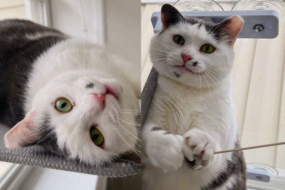 Cat Giving Her All at Vet Clinic, Trying to Get Herself Noticed Until She Has Place She Can Call Home