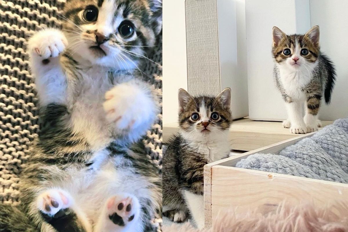 Two Small Cats Show Up in Parking Lot, Keeping Each Other Close the Entire Time Until Help Arrives