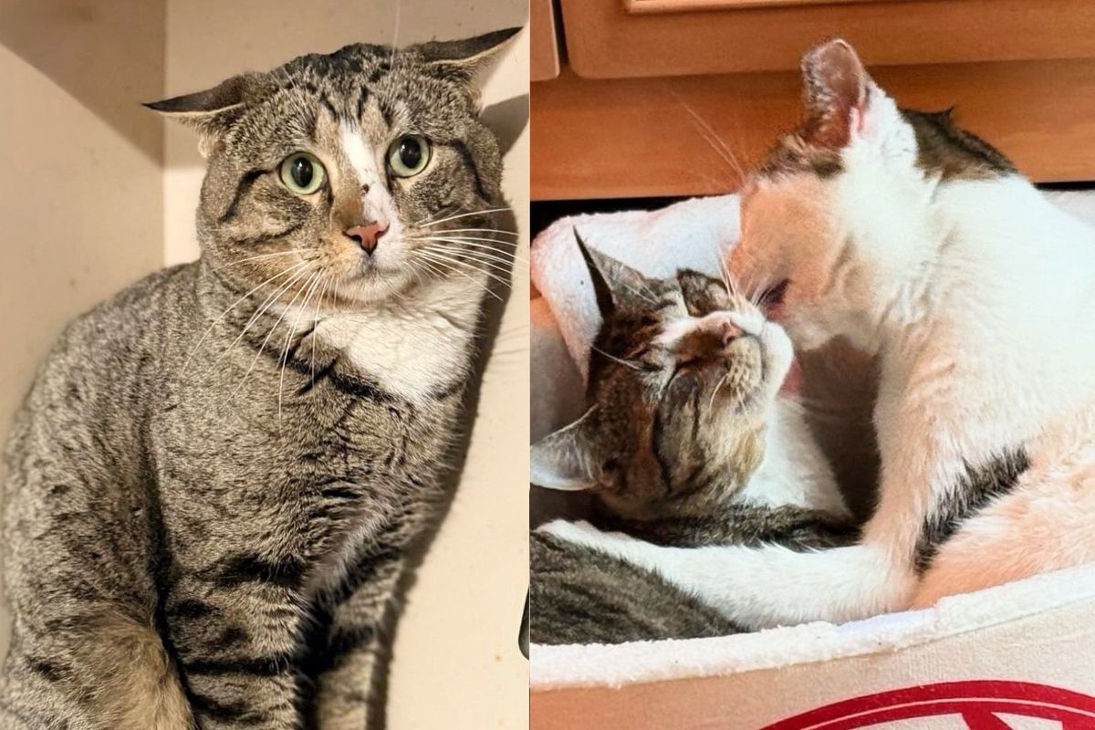 Cat Left Out on the Street is Taken into Home, Where the House Cats Help Him Learn to Trust