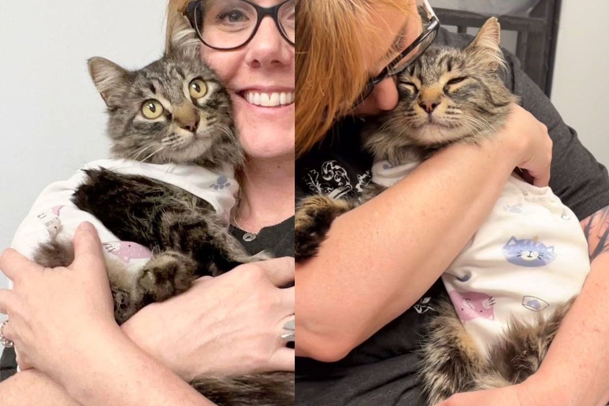 Big-hearted Tripod Cat Arrived as Stray, Determined to Steal Every Heart Until Her Wish Came True