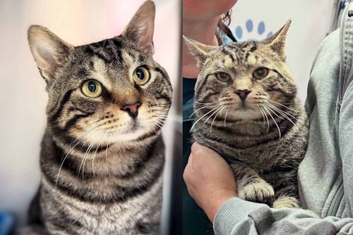 Kind People Went to Help Street Cats from a Community and Came Across One that was Unlike the Others