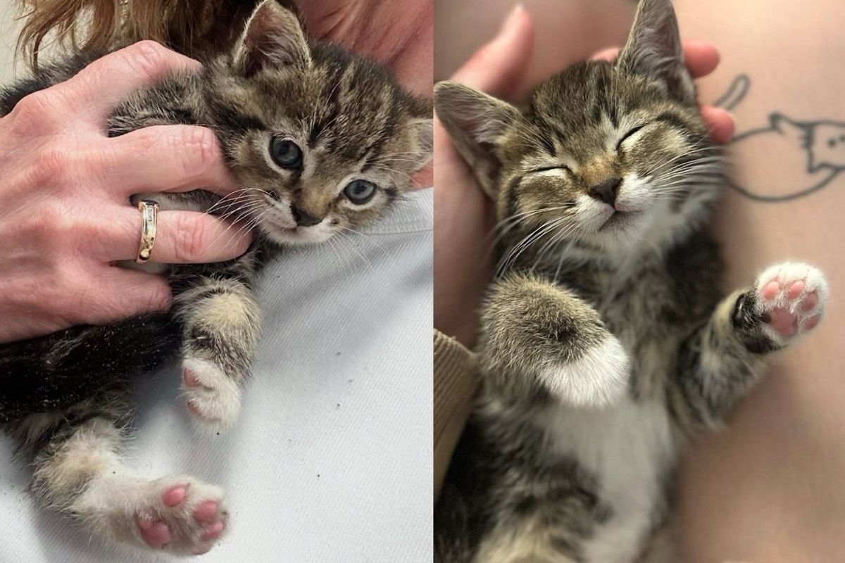They Hear Sound of Cat in Drive-through and Find Little Kitten in the Lane, That Day Her Life Forever Changed