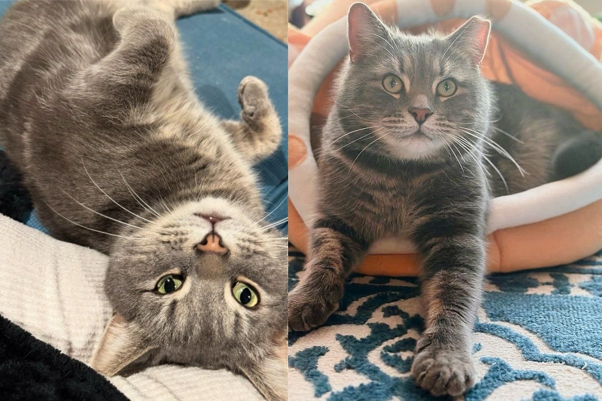 Cat Wants to Be Everyone's Neighbor and Admired by Many, Then Decides One Day He's Ready for Fresh Start