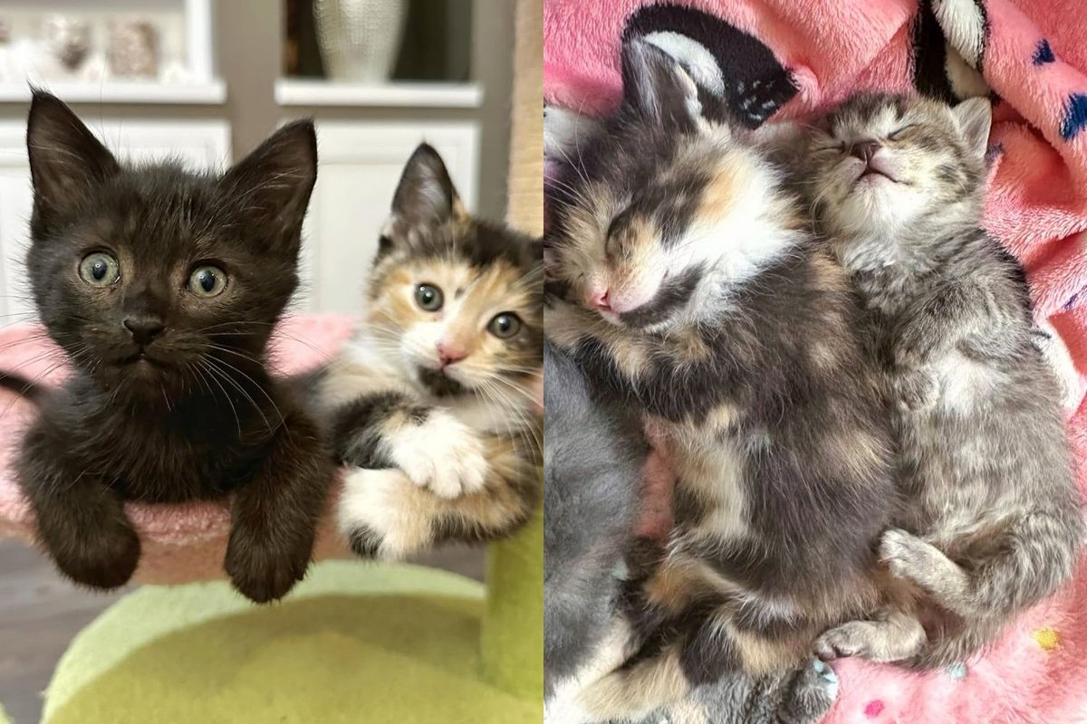 Woman Hears Her Lawn Mower 'Meowing,' Turns Out There Are Many Kittens in Need of Help