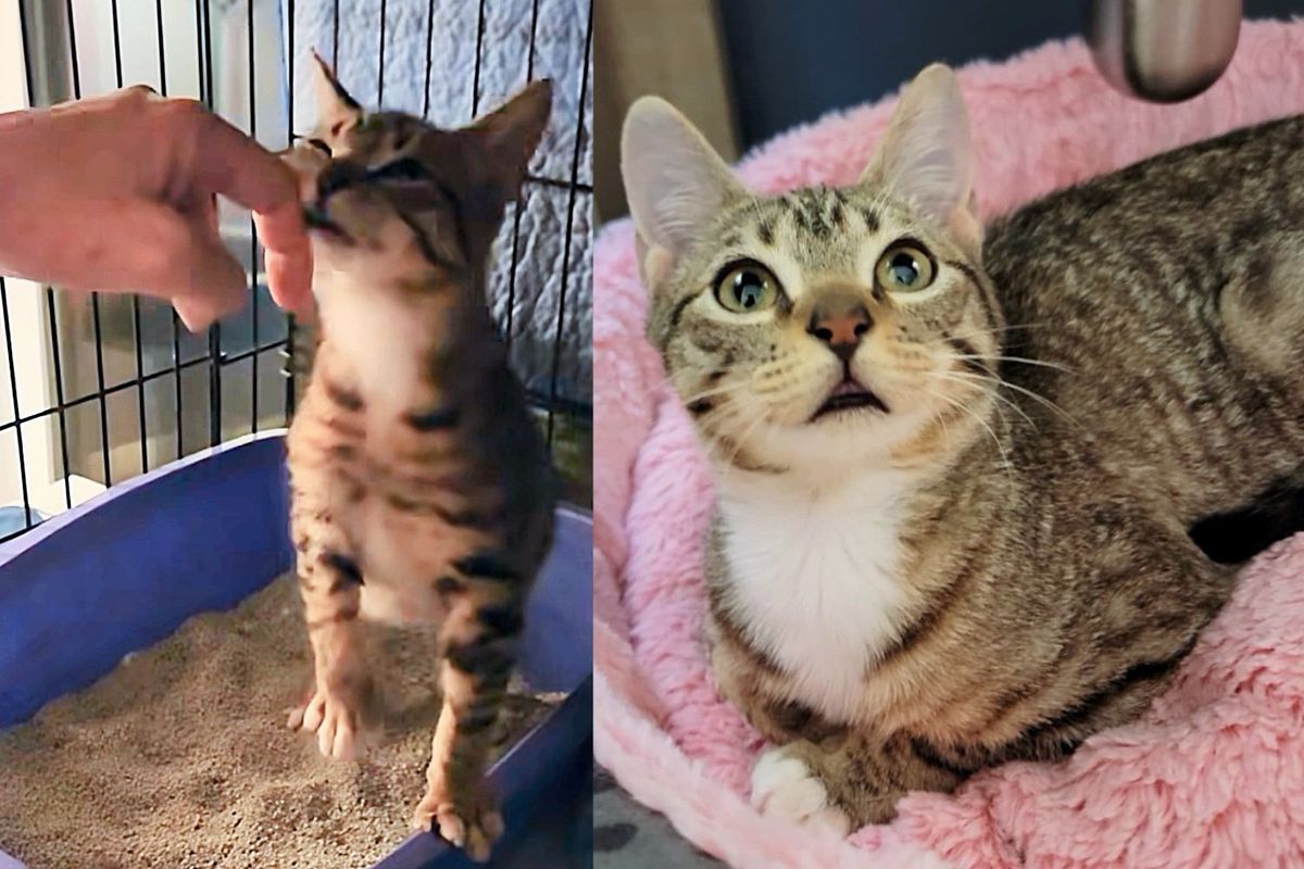 Kitten Shows Up in Front Yard, Hoping for Food, But Ends Up Getting More Than He Expected