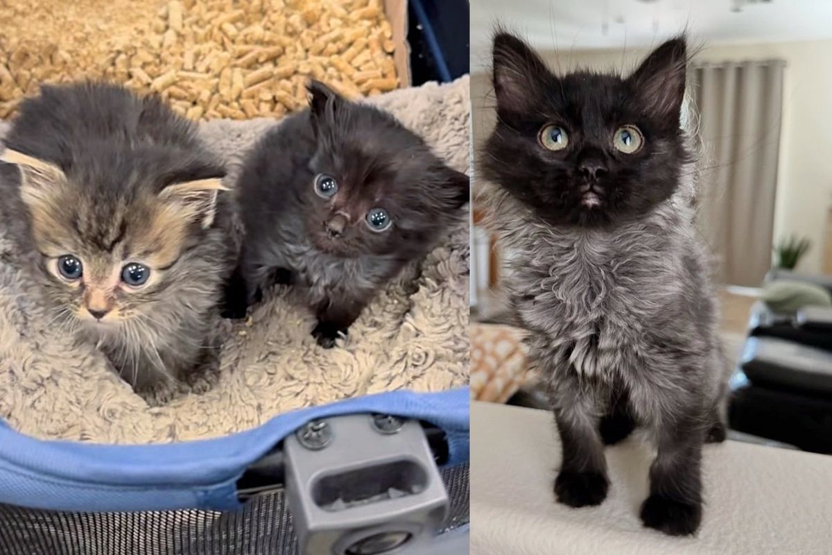 Woman Went to Help Tiny Shelter Kitten, Only to Discover She Had a Bigger Sister, and Couldn't Separate Them