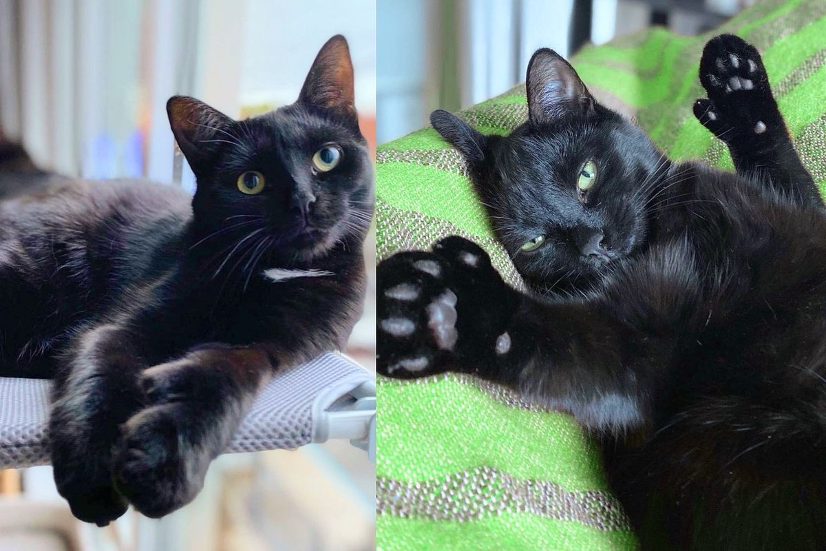 Kitten Followed Other Cats to House, Once Indoors, He Turned into Happy Little 'Retriever'