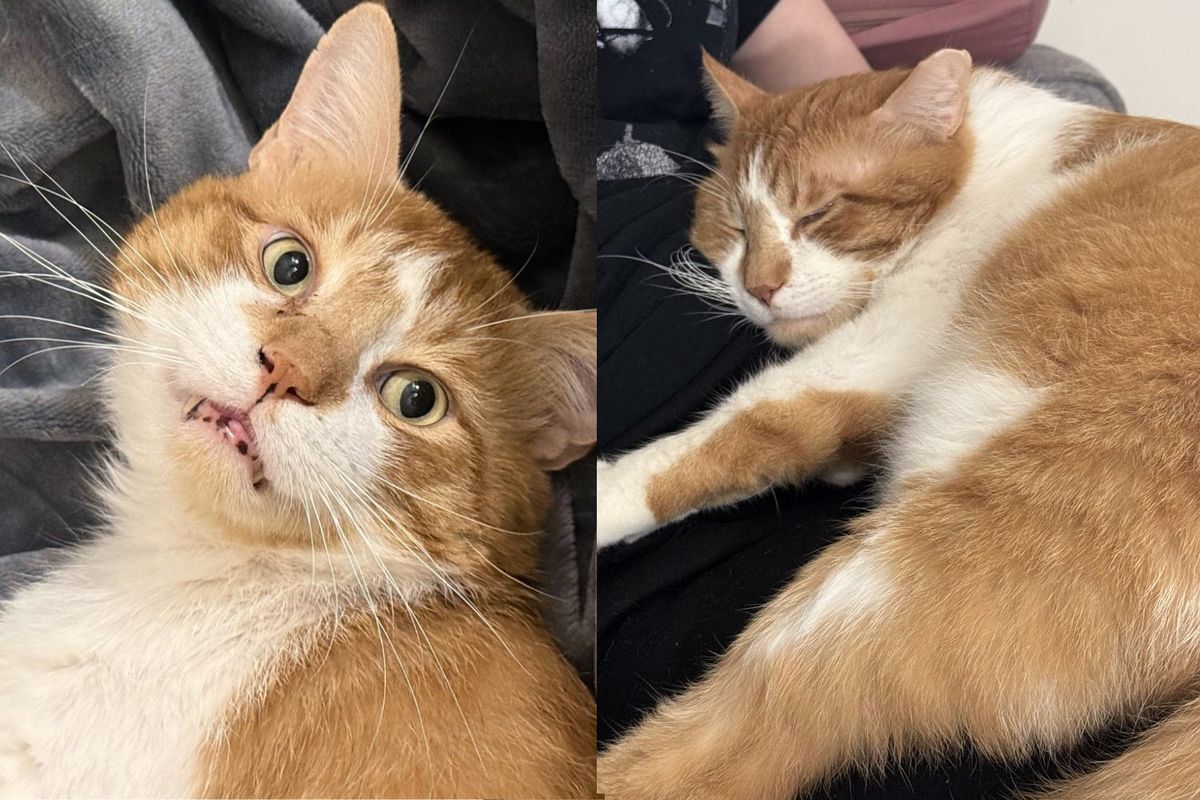 Cat Once Left Out on the Streets Turns into Ultimate Lap Cat, Eager to Be Everyone's 'Weighted Blanket'