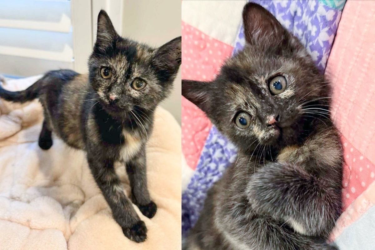 They Discover How Incredibly Rare this Tortie Kitten is After Saving the Little One with Another Cat