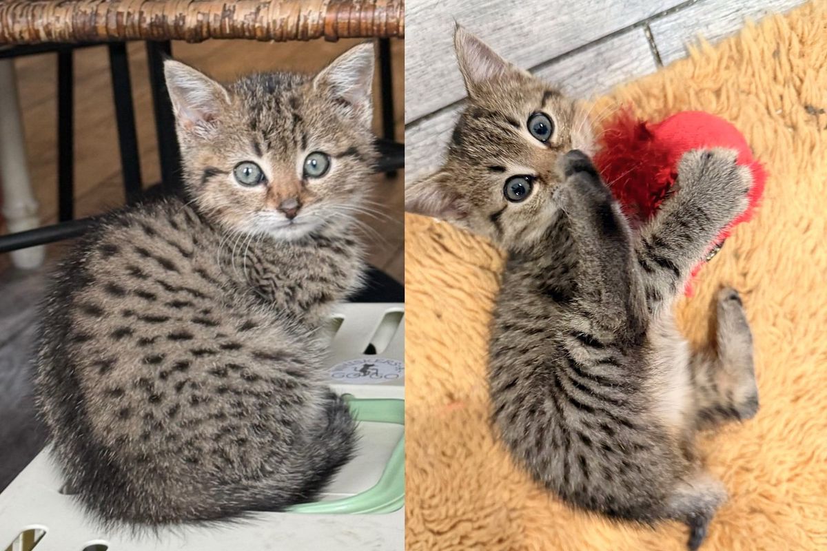 Man Followed Meows to Nearby Basement and Came Out with Tiny Kitten in His Arms