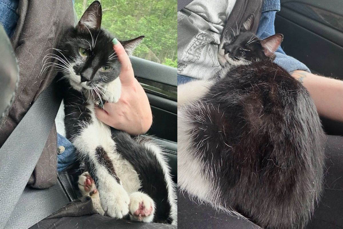 Cat Went into Kind Person's Car and Acted Like She Belonged There, Ready to Turn Her Life Around