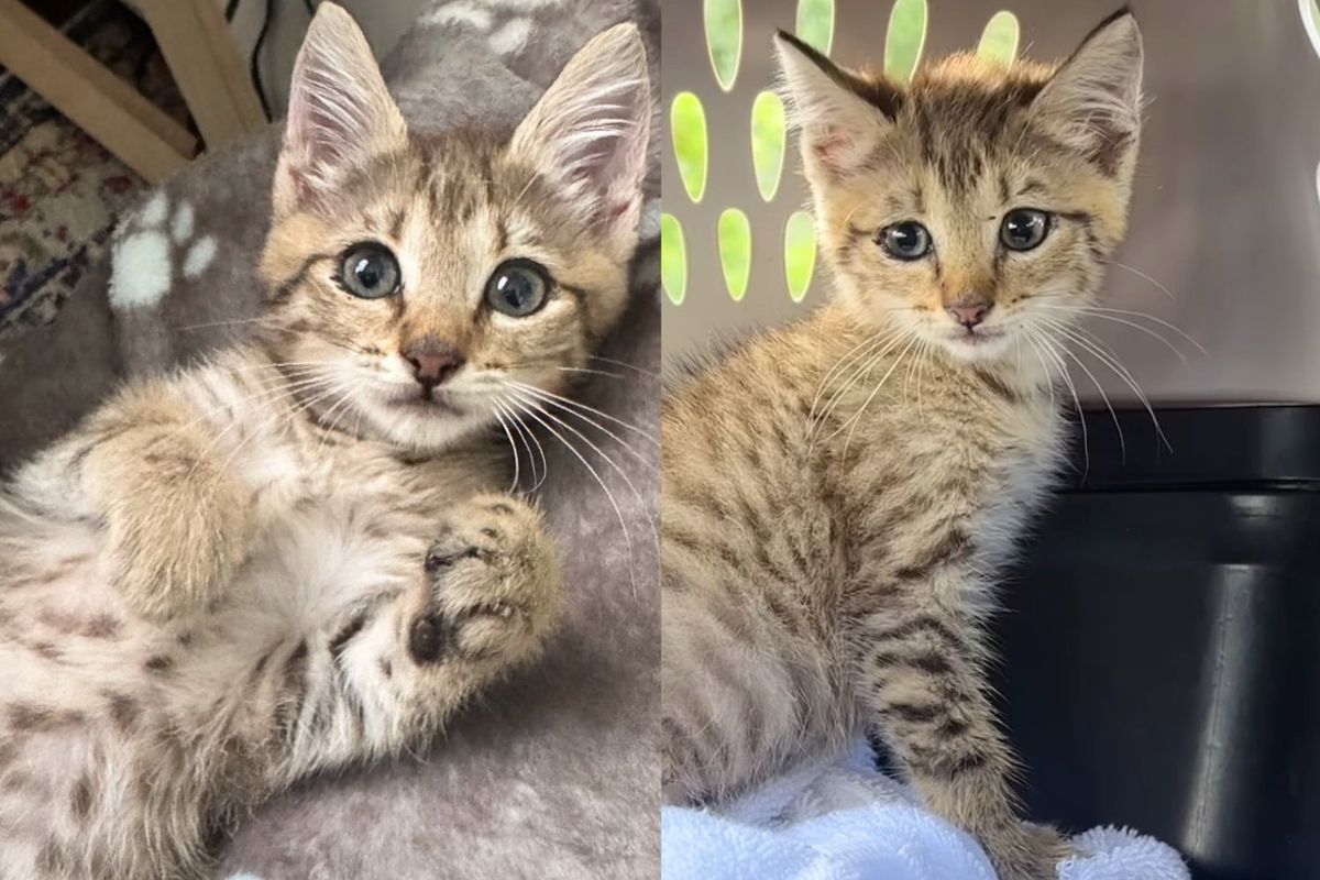 Kitten Found Himself in a Drain Unable to Get Out, Many Came Together to Help the Young Cat