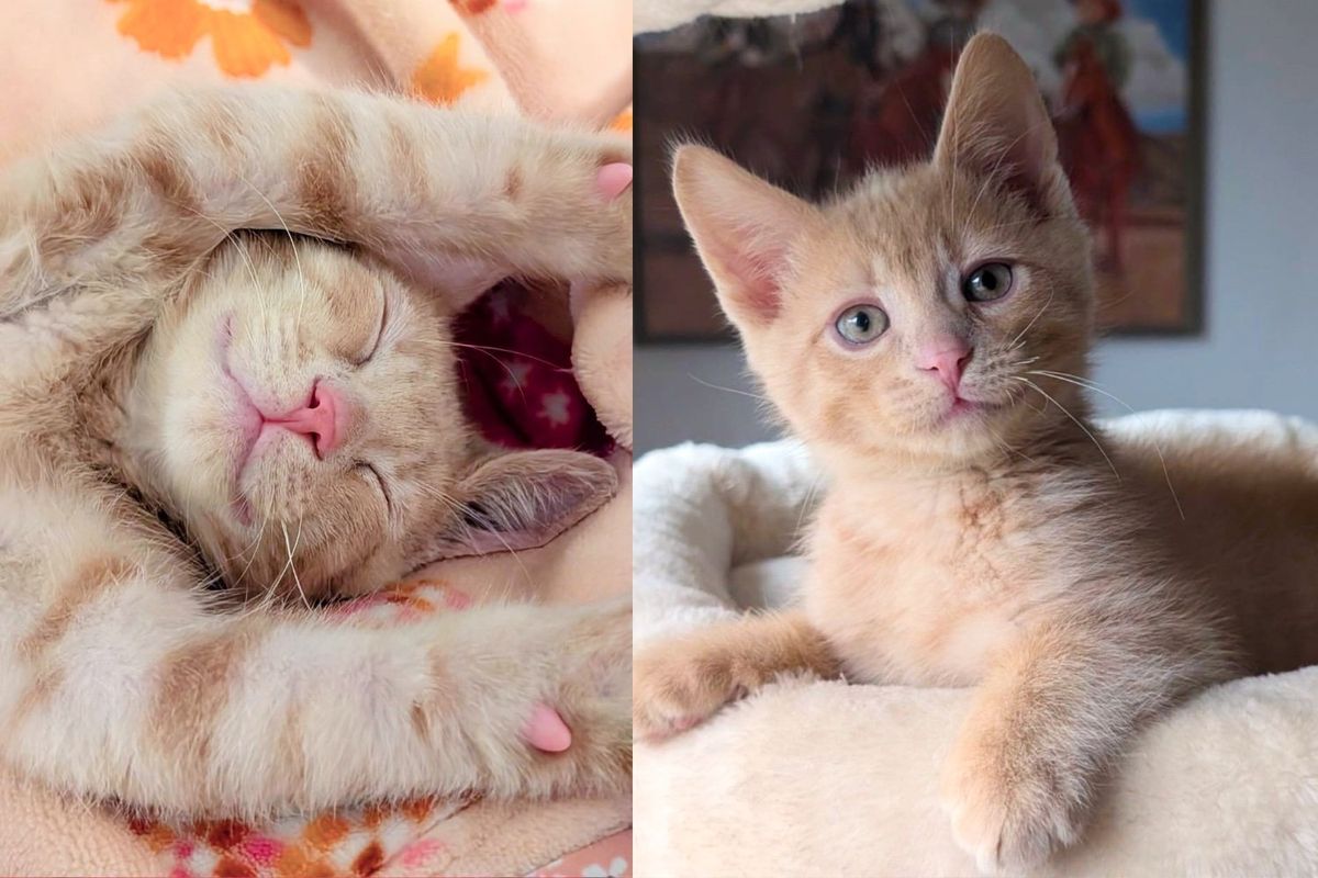 Kitten Wobbles His Way to Find Help, Once Inside He Shows Everyone What He Can Do as Determined Little Cat