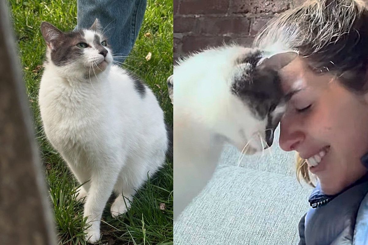 Cat Waits in Park, 'Trimming' the Lawn and Hoping People Find Him and Recognize His Greatness