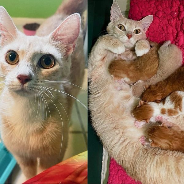 Cat Adopts Kitten: Heartwarming Tale of Unlikely Friendship