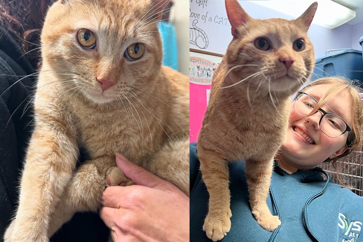 Cat Left Out on the Streets Found His Way into Shelter, Determined to be Someone's One and Only