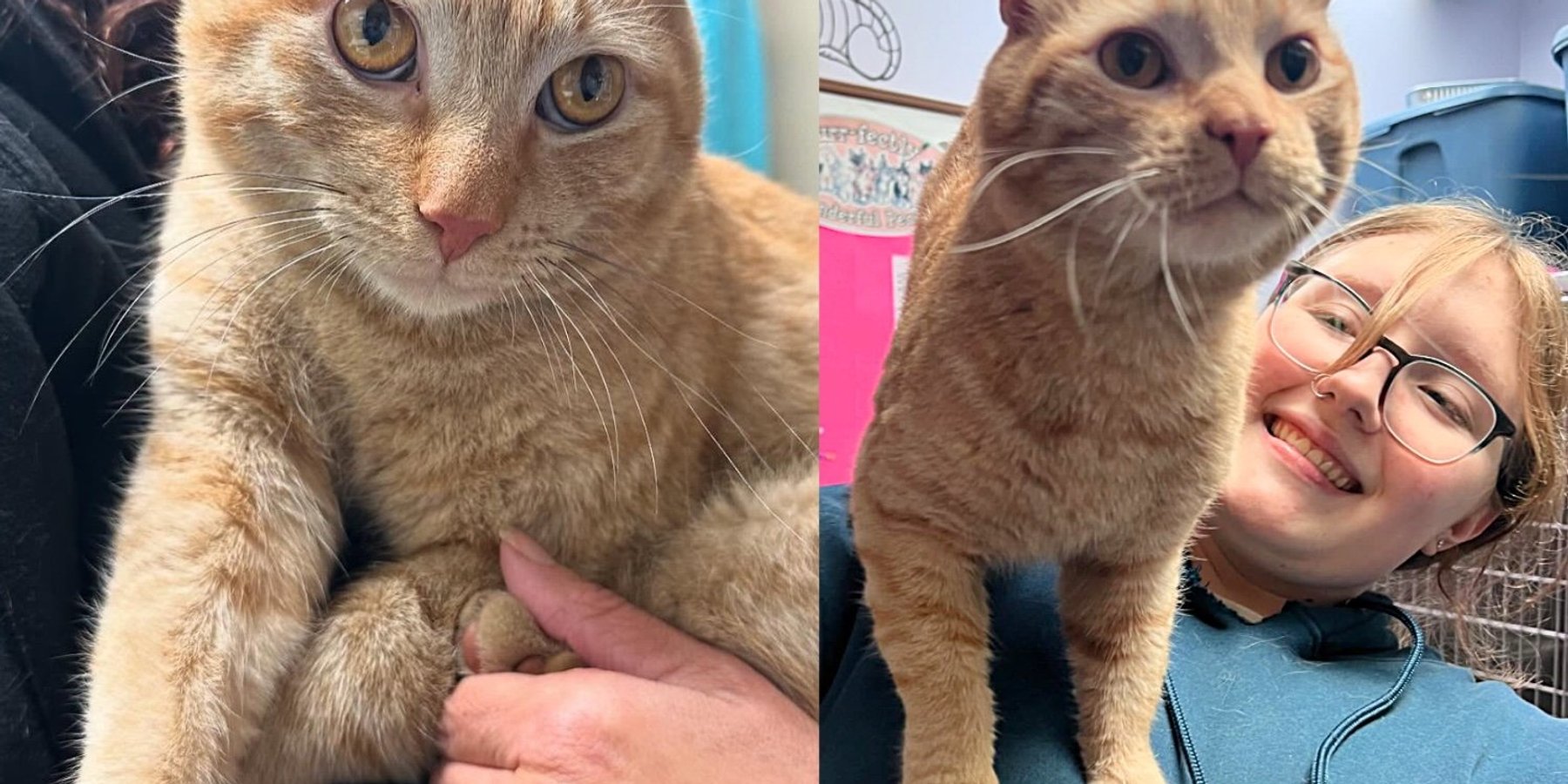 Cat Left Out on the Streets Found His Way into Shelter, Determined to be Someone's One and Only - Love Meow