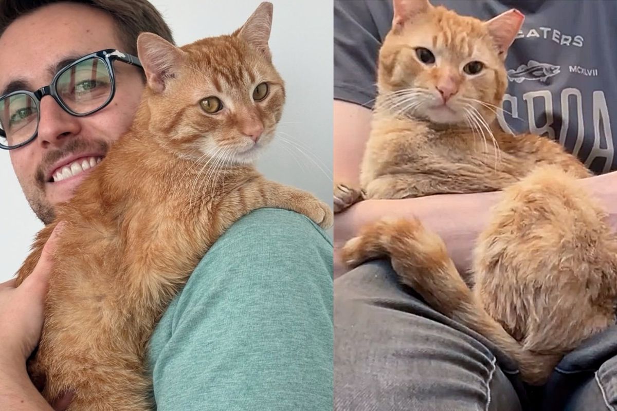 Man Went Out to Help a Stray But Ended Up with a Lap Cat Instead, Who Now Truly Lives Up to His Name