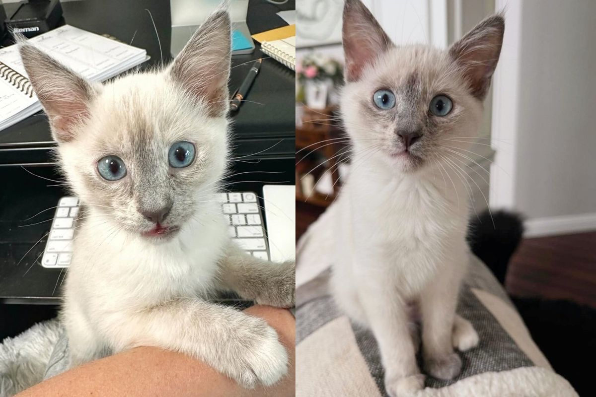 Woman Went to Shelter to Look at Kittens in Need, But Brought Home Young Cat that Stole the Show