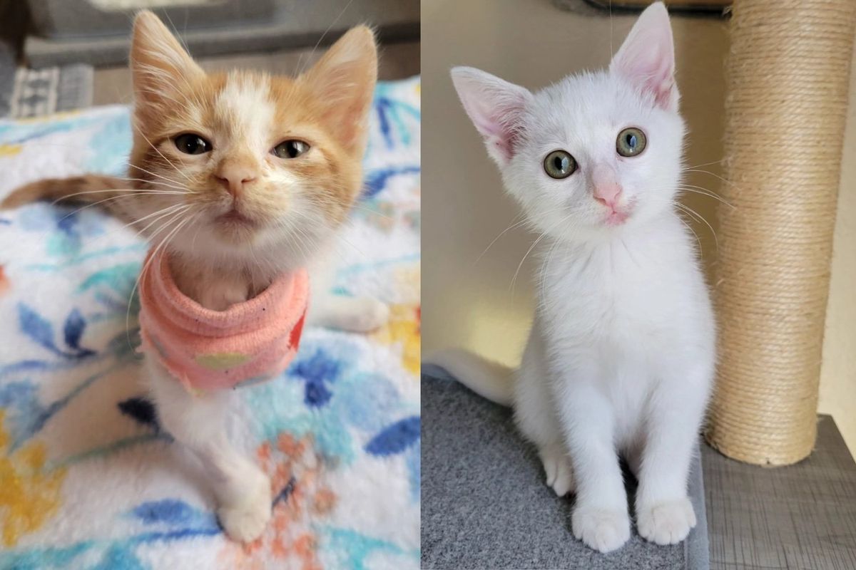 Kitten Found Hiding on Car Tire Truly Thrives When She Meets 3-legged Cat that Needs Her