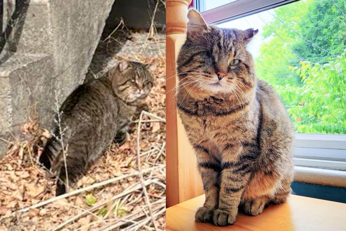 Cat Wanders onto Patio After Years of Living on the Streets, Not Knowing His Life is About to Change