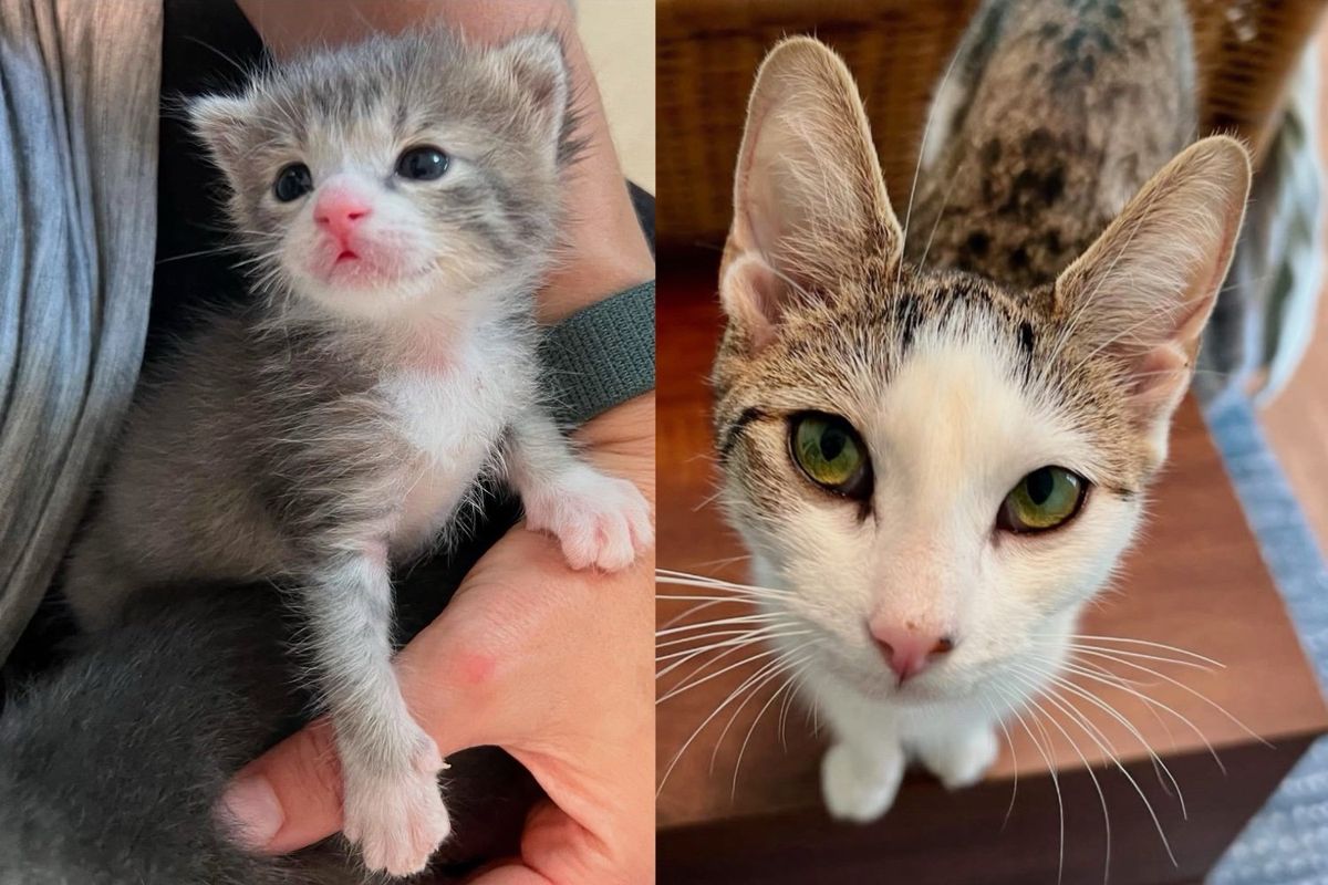 While Woman Fosters Two Tiny Kittens, This Cat Offers to Help in Unexpectedly Adorable Way