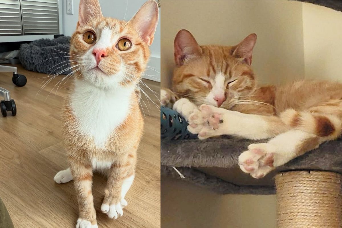 Cat Who Started Life Near Subway Tracks Discovers Comfort of a Home, Transforming His Entire World