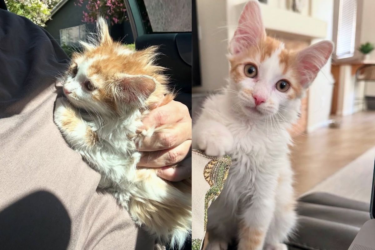 Woman Picks Up a Timid Kitten from Shelter, Turns Out the Young Cat is a Little 'Tornado' at Heart