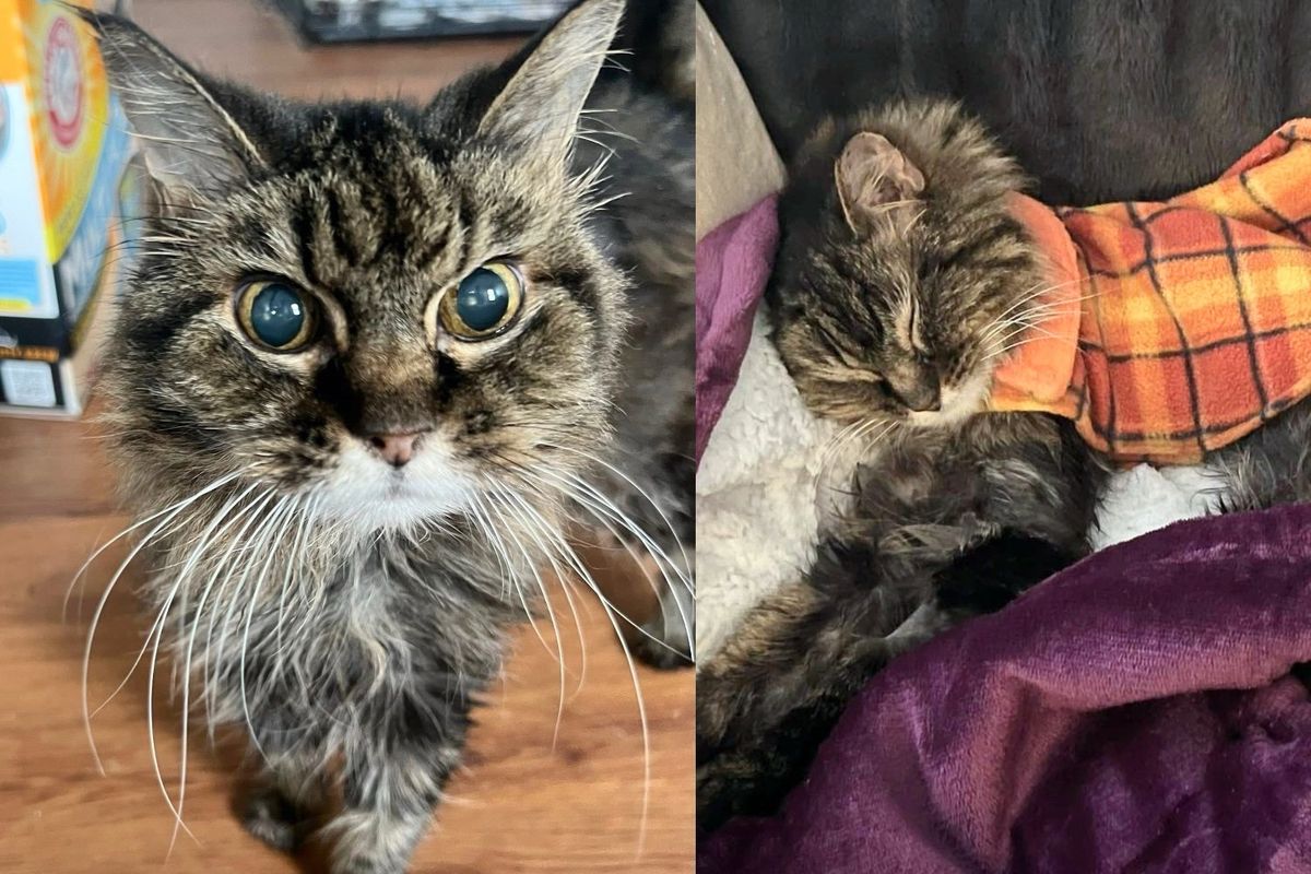 When They Hear About 'Grandma' Cat at Shelter, They Jump into Action, Giving Her What She Always Wanted