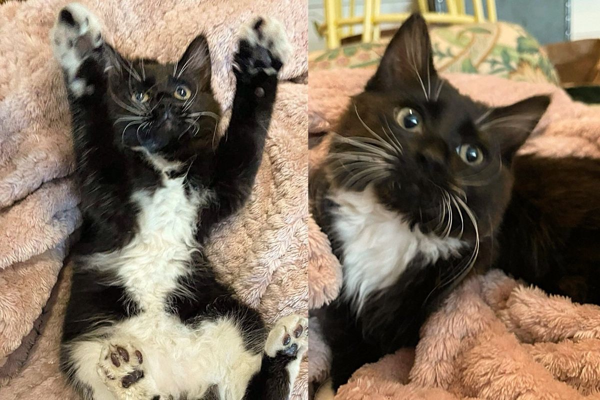 Kitten Finds Herself Stuck in Car Wheel Until Help Arrives, Overnight Her Life Completely Changed