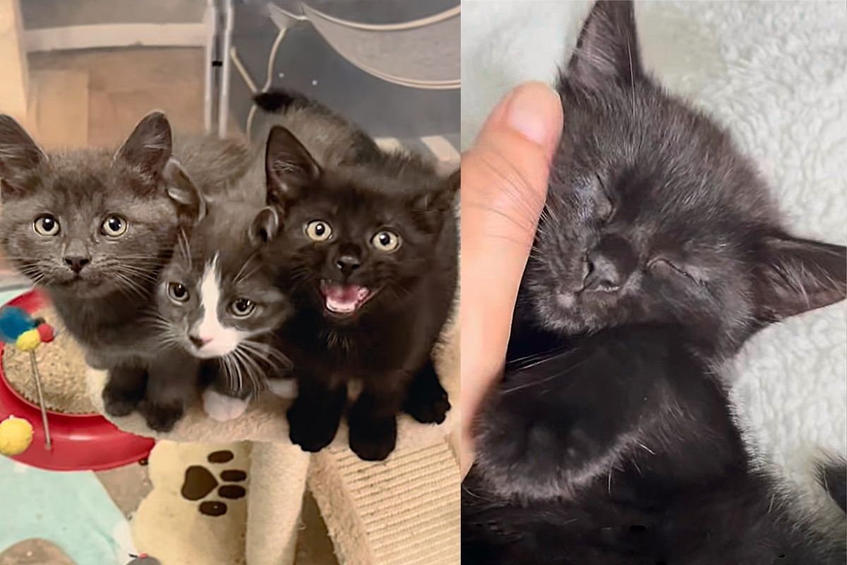 Three Kittens Decide to Come Out of Hiding and Learn to Trust at the Same Time, It's the Cutest Thing