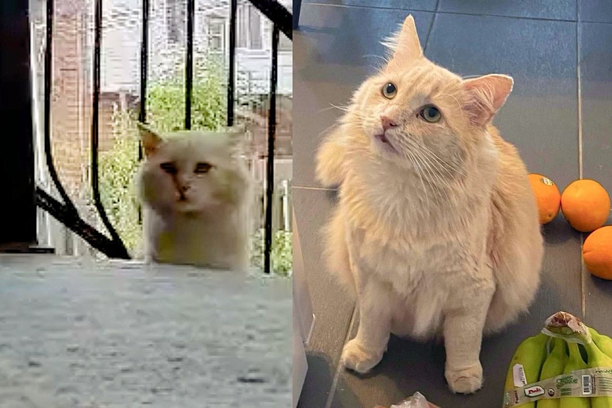 Cat Went from Yard to Yard, Then After a Year of Hoping, He Finally Found What He Longed for