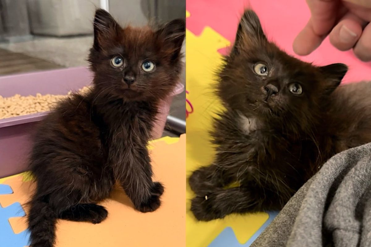 Kittens Spotted Outside, One Walks in Special Way and the Other Cat Learns to Be Brave