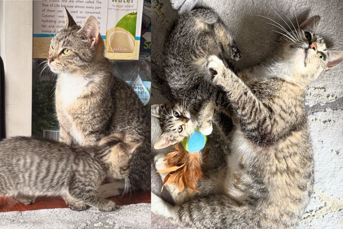 They Went to Save a Kitten but Found His Mother Cat and Couldn't Leave Her Behind