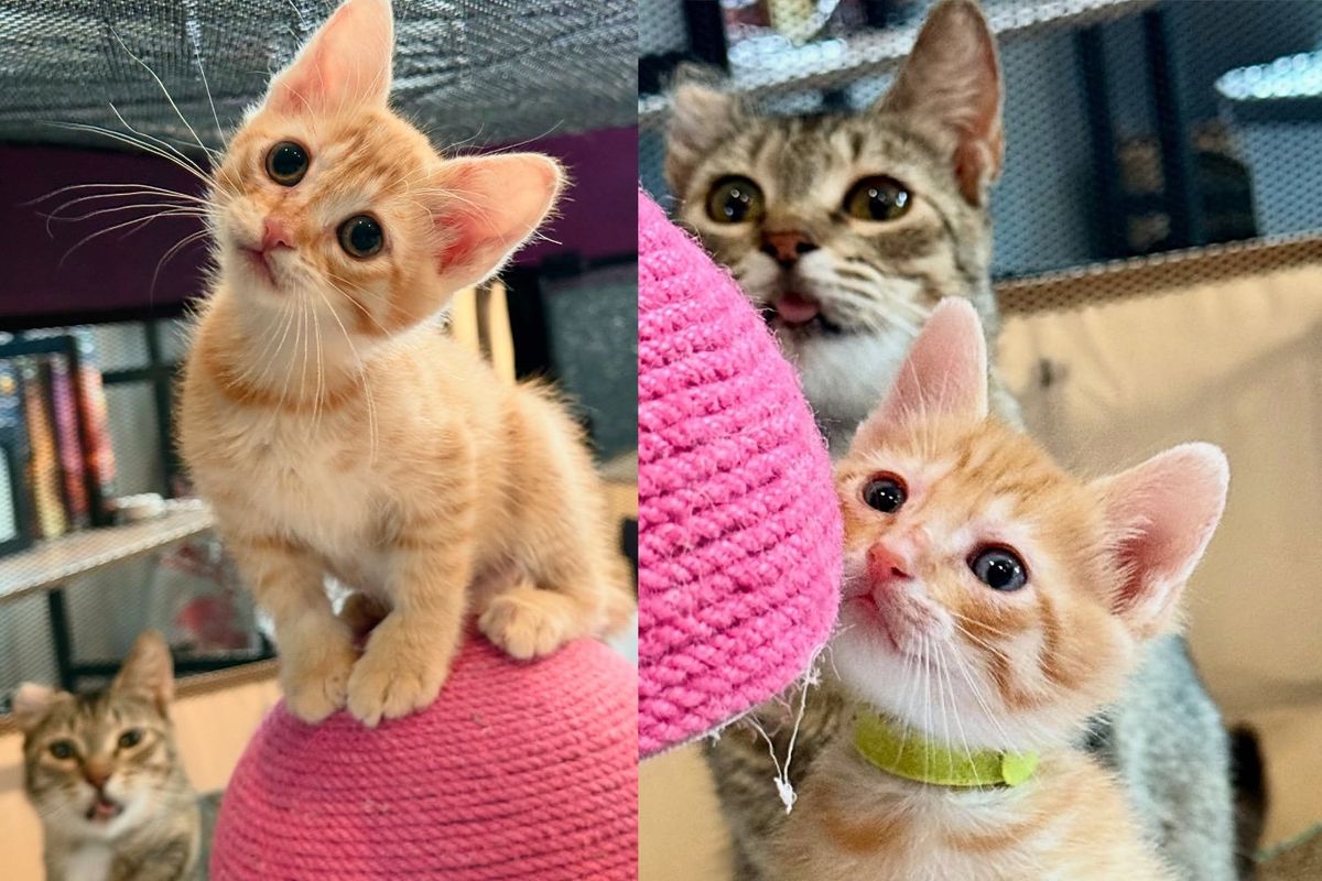 Woman Gives Cat Much-needed Spare Room so She and Her Three Kittens Can Live Better Life