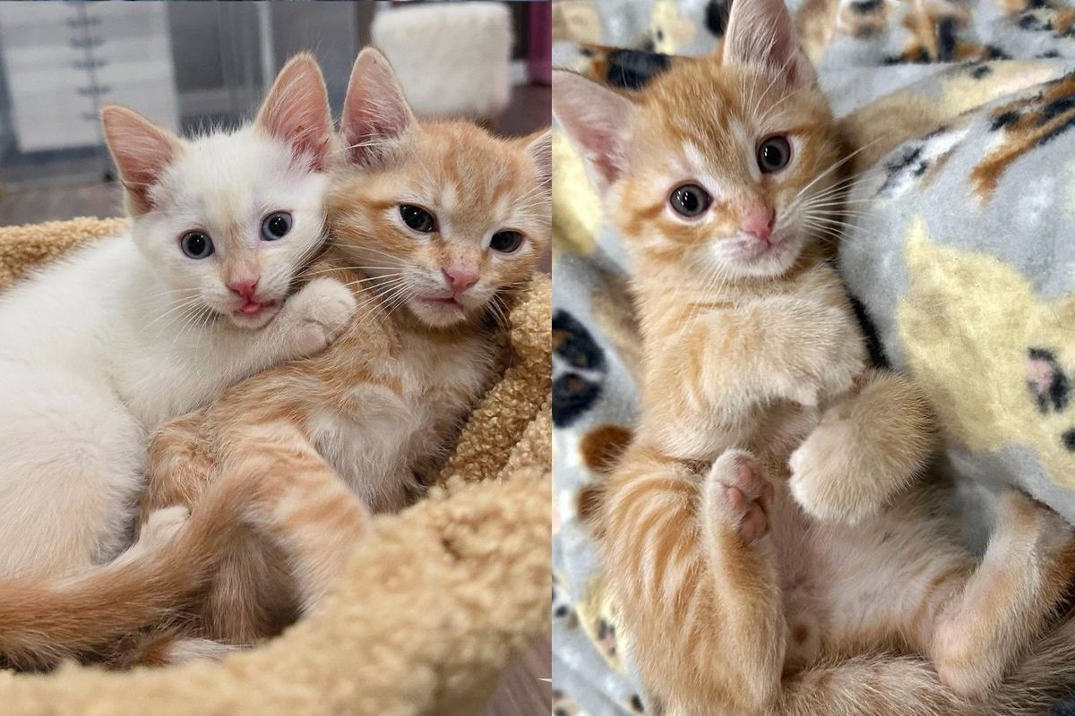 They Find Kitten Outside and Never Stop Looking for His Cat Siblings So They Can Be Reunited