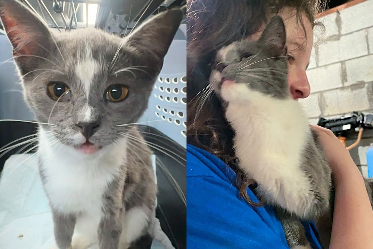 Woman Spots Kitten As She Pulls Up to Her House, the Young Cat Comes Right Over, Asking to Be Let in