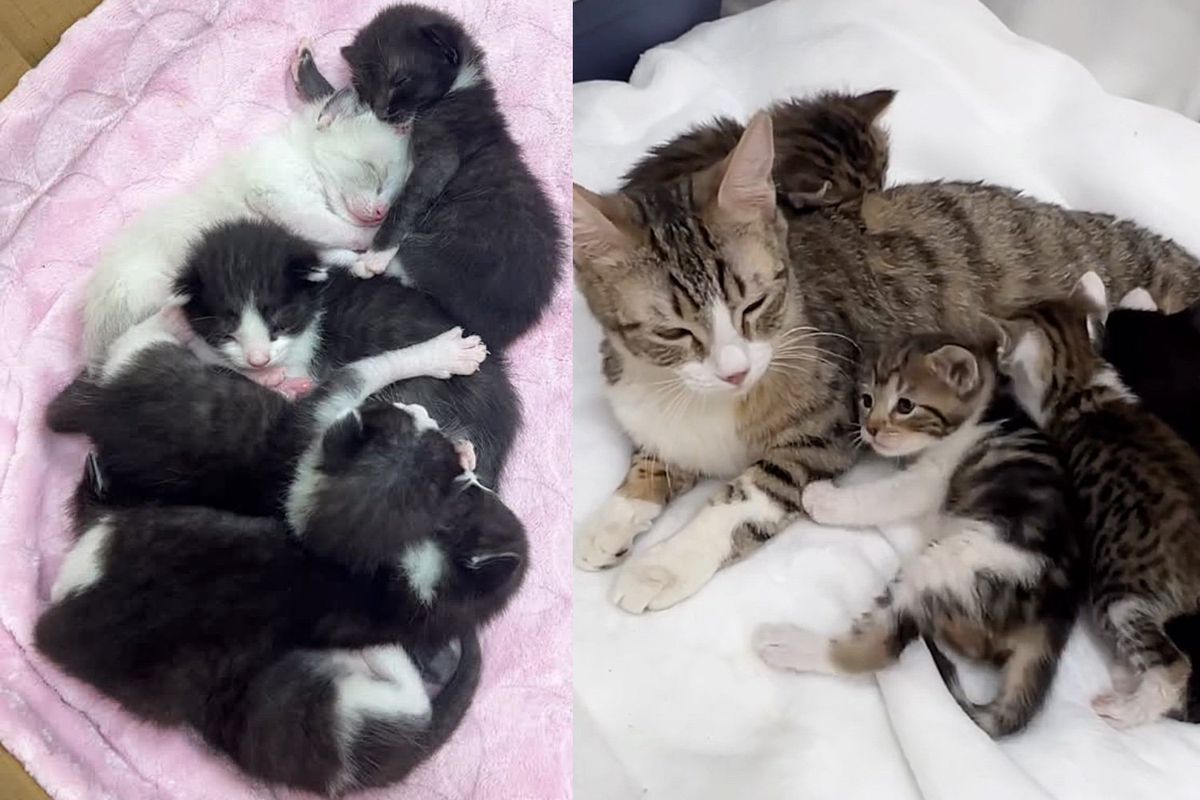Two Cats with 11 Kittens Found in Underground Tunnels Now Have New Start in Life