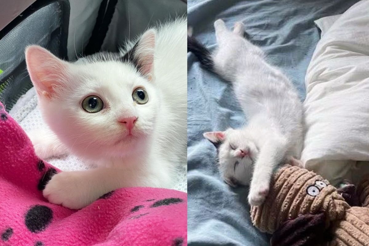 Man Finds Young Cat Alone in Parking Lot and Helps Give Her the Life She Deserves