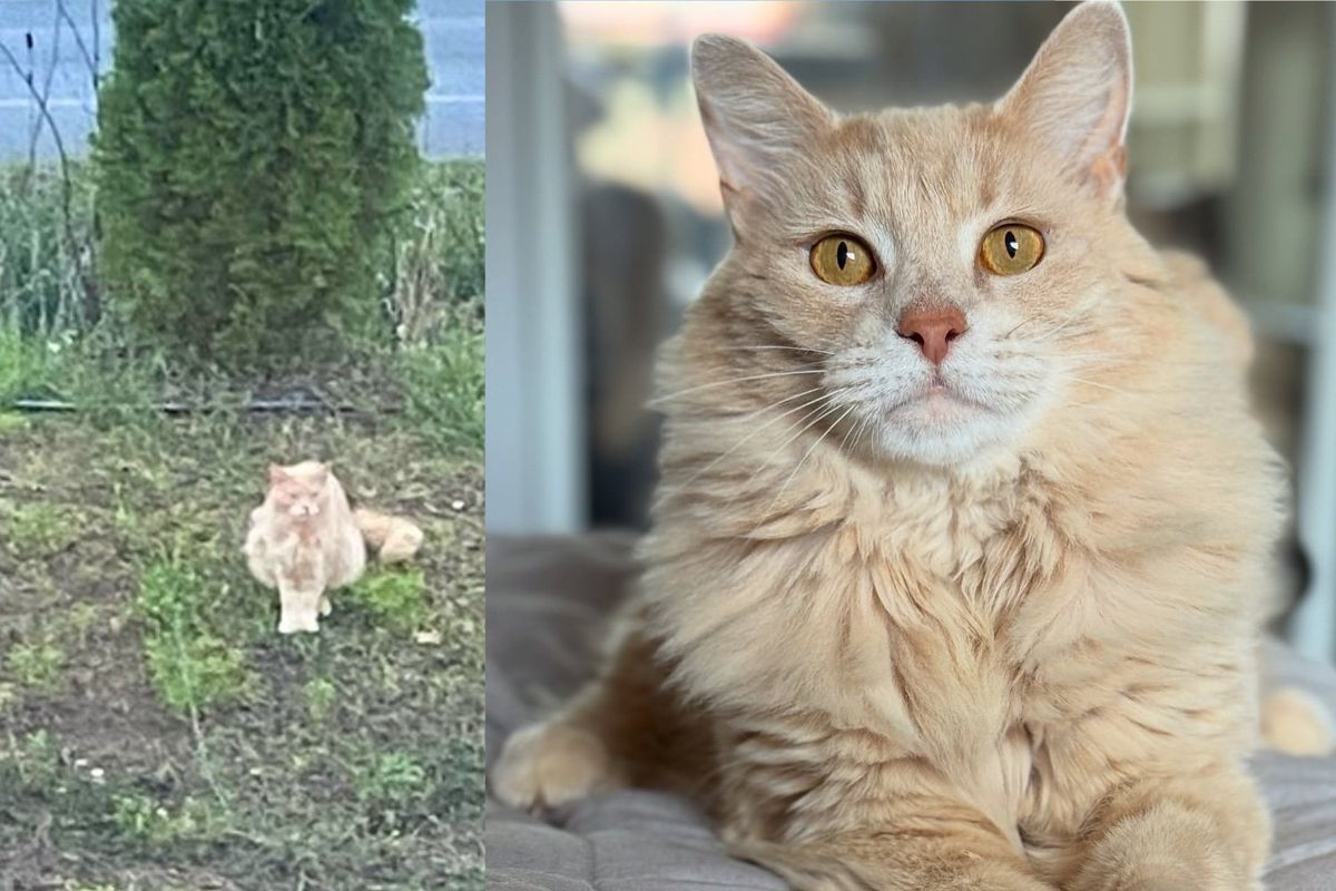Woman Rushes to Help Lost Cat Running Up to People at Post Office and Wouldn't Leave Him Behind