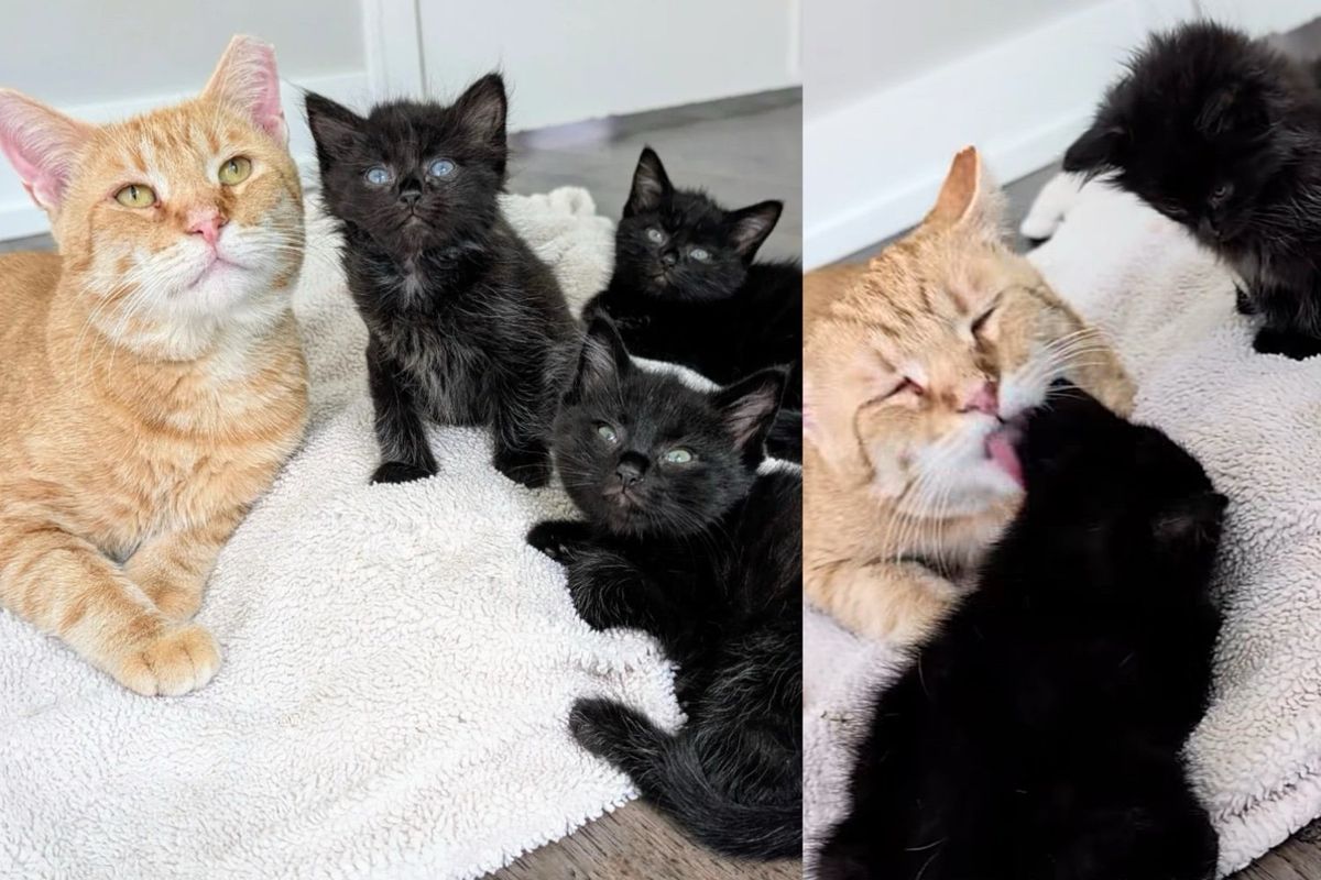 Kittens Go from Hiding Under House to Having Father-like Cat Who Shows Them the Way