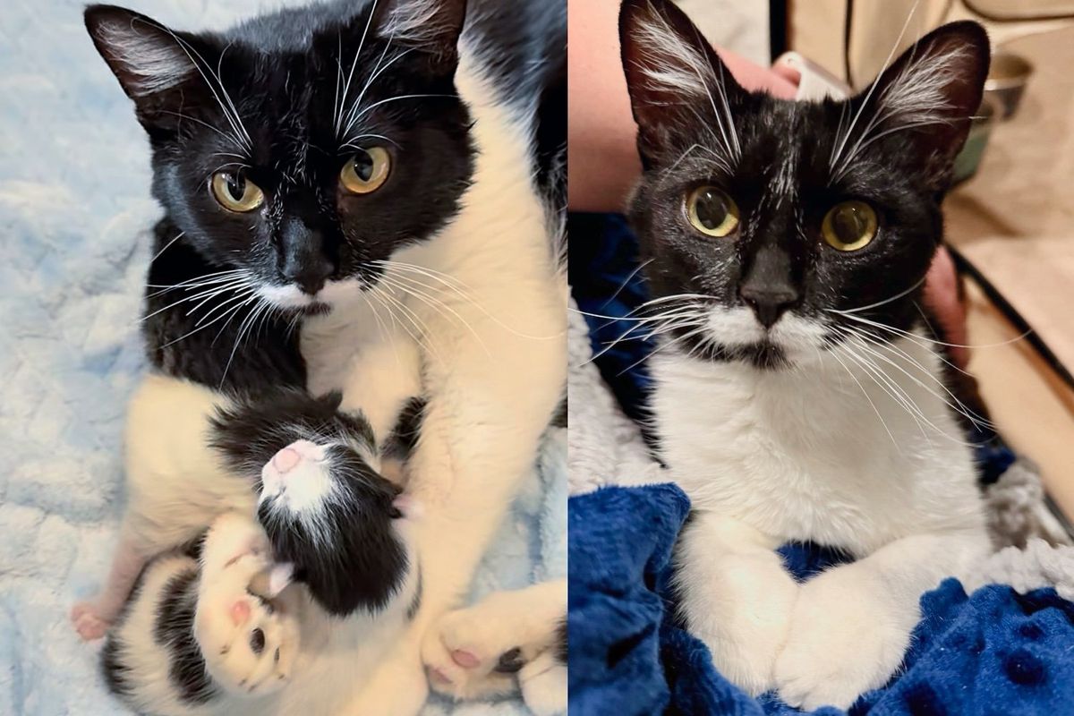 Cat Walks Up to People for Help Until She's Taken in, Then She Brings 4 Little Ones into the World