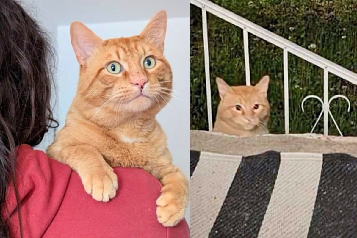 Cat Shows Up on a Family's Porch for Food, Unaware that His Life is About to Get So Much Better