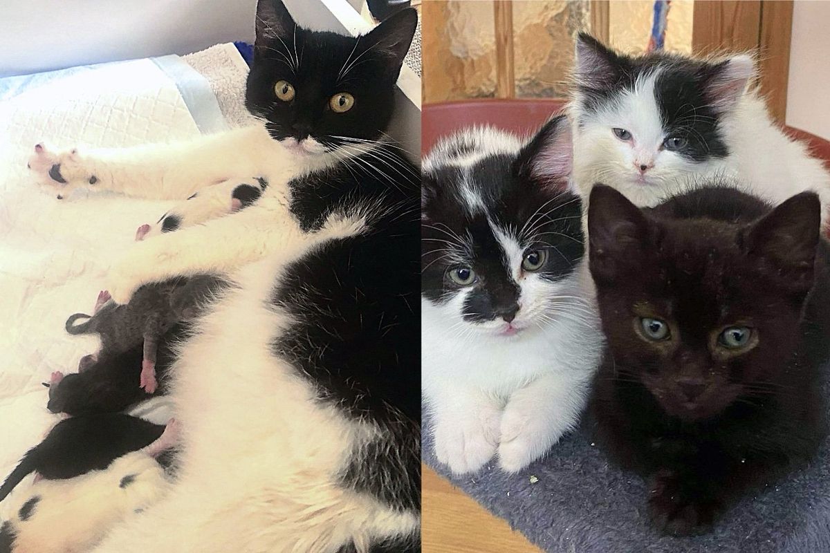 They Welcome Cat in When She Needs It Most, Soon After She Has 5 Precious Lives by Her Side