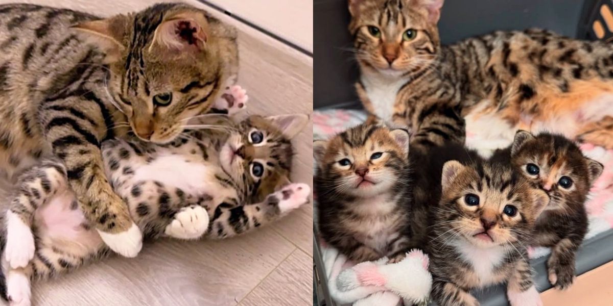 Family Adopts Cat: Heartwarming Journey to Forever Home